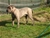 Halzo - Triola Cane Corso